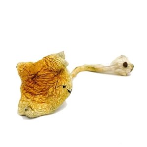 Buy Alacabenzi Cubensis Magic Mushrooms Online | Order Alacabenzi Cubensis Magic Mushrooms Online