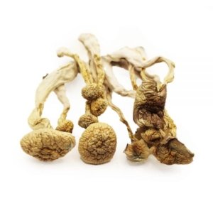 bb Order A+ Magic Mushrooms Online | Buy A+ Magic Mushrooms Online