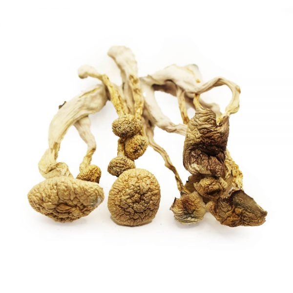 bb Order A+ Magic Mushrooms Online | Buy A+ Magic Mushrooms Online