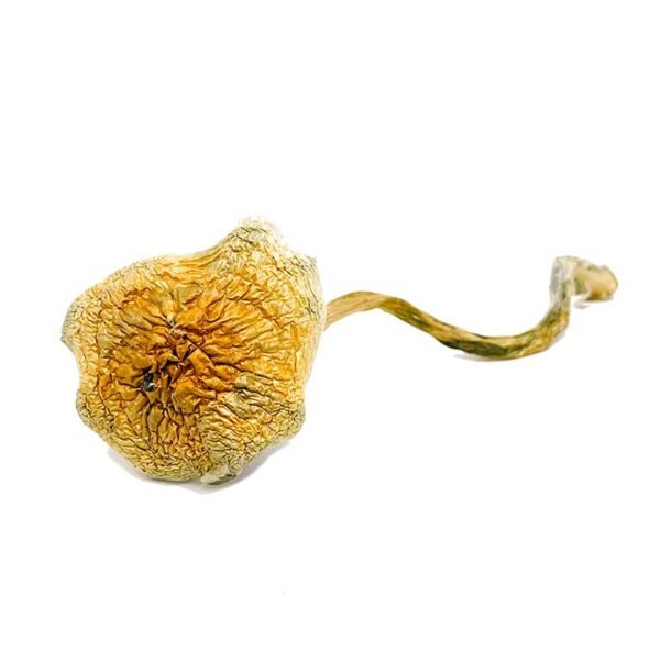 Buy Goldie Magic Mushrooms Online | Order Goldie Magic Mushrooms Online