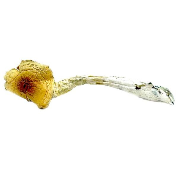 huatla-600x600 Buy Huatla Magic Mushrooms Online | Order Huatla Magic Mushrooms Online