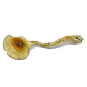 nepalchitwin-600x600 Buy Nepal Chitwan Magic Mushrooms Online | Order Nepal Chitwan Magic Mushrooms Online